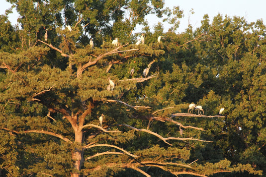 The Best Hunting Spots in Arkansas: A Natural Paradise for Hunters