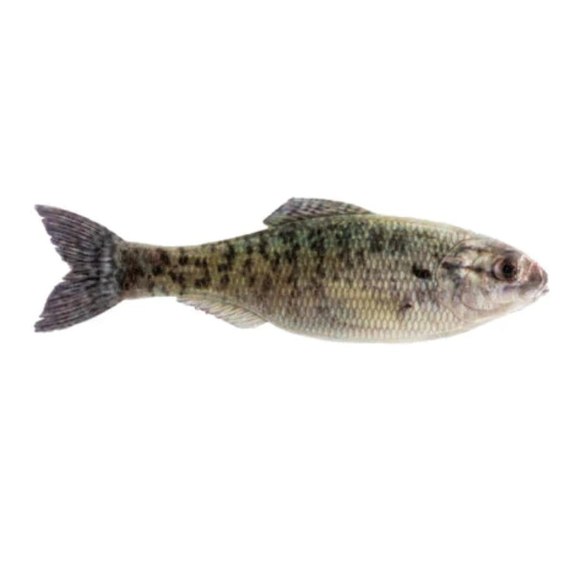 Load image into Gallery viewer, 6th Sense Panorama Swimbaits - Live Crappie
