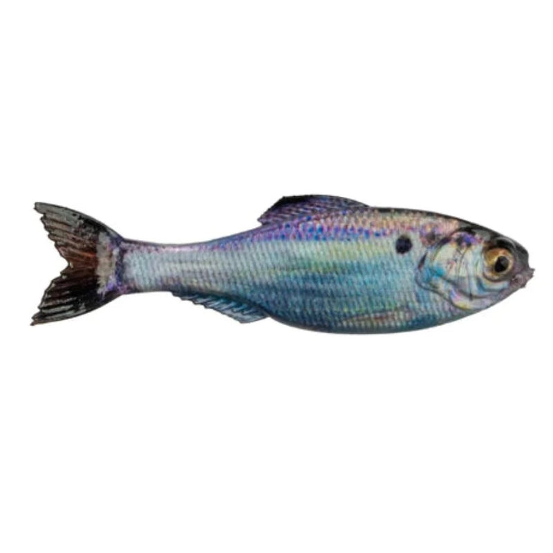 Load image into Gallery viewer, 6th Sense Panorama Swimbaits - Live Gizzard Shad for to fish with
